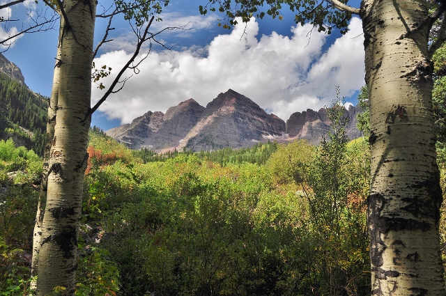 the Bells between Aspen trunks